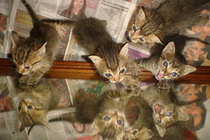 Gato ra a  idade Abaixo de 2 meses nome CHIQUINHA,PELUDINHA