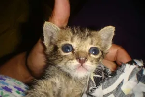 Gato raça  idade Abaixo de 2 meses nome CHIQUINHA,PELUDINHA
