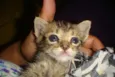 CHIQUINHA,PELUDINHA