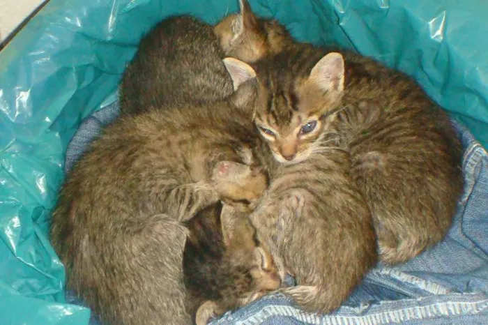 Gato ra a  idade Abaixo de 2 meses nome CHIQUINHA,PELUDINHA