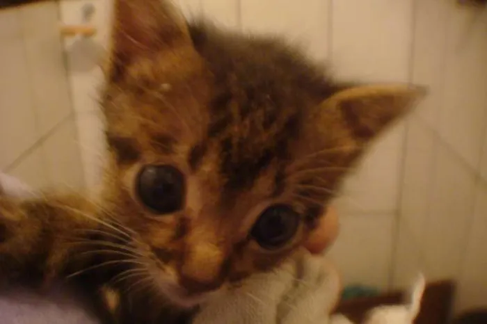 Gato ra a  idade Abaixo de 2 meses nome CHIQUINHA,PELUDINHA