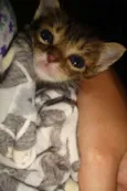 CHIQUINHA,PELUDINHA