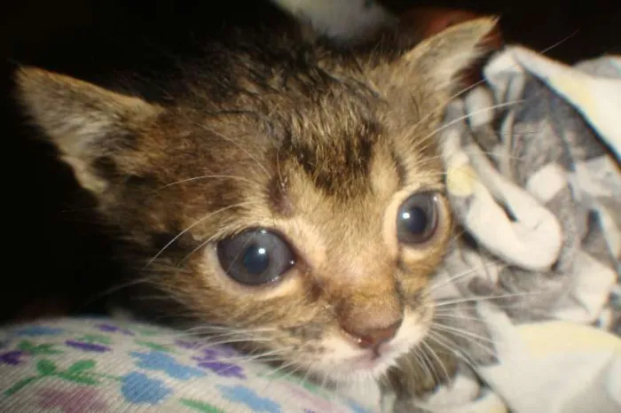 Gato ra a  idade Abaixo de 2 meses nome CHIQUINHA,PELUDINHA