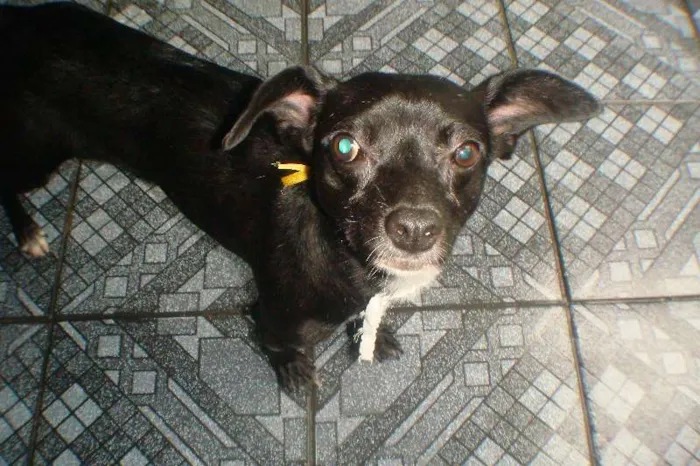 Cachorro ra a VIRA LATA idade 2 anos nome PRETINHA