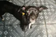 PRETINHA