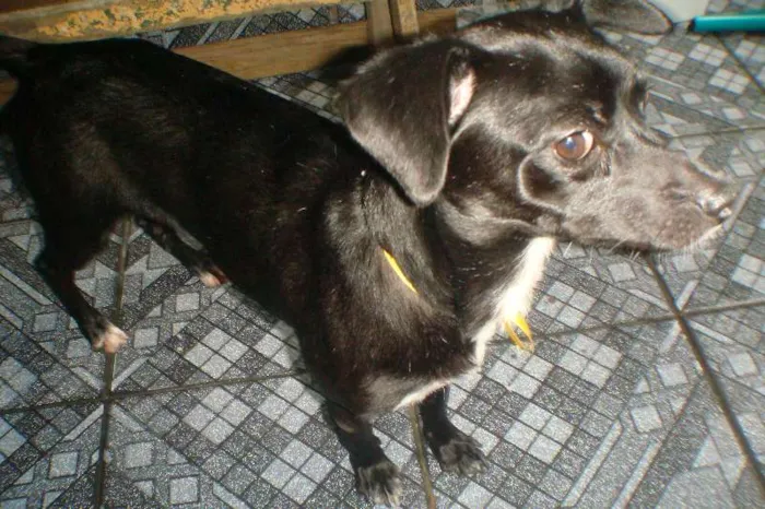 Cachorro ra a VIRA LATA idade 2 anos nome PRETINHA