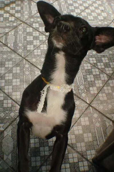 Cachorro ra a VIRA LATA idade 2 anos nome PRETINHA