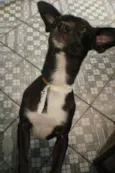 PRETINHA