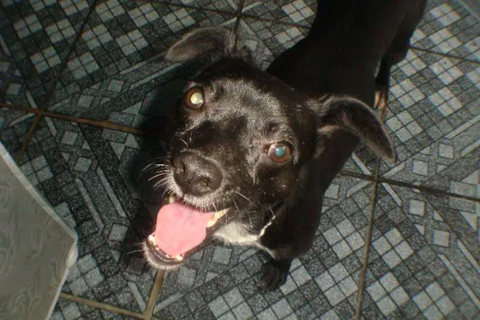 Cachorro ra a VIRA LATA idade 2 anos nome PRETINHA