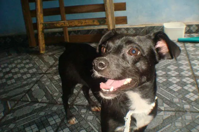 Cachorro ra a VIRA LATA idade 2 anos nome PRETINHA
