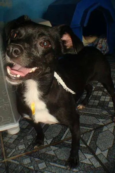 Cachorro ra a VIRA LATA idade 2 anos nome PRETINHA