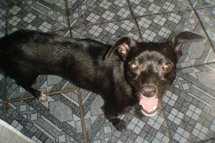 Cachorro ra a VIRA LATA idade 2 anos nome PRETINHA