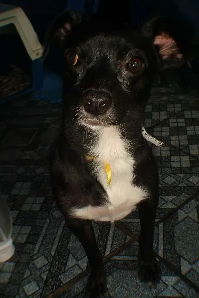 Cachorro ra a VIRA LATA idade 2 anos nome PRETINHA