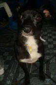 PRETINHA