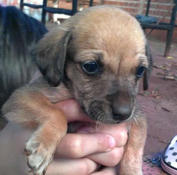 Cachorro ra a SRD idade Abaixo de 2 meses nome Cãozinhos lindos