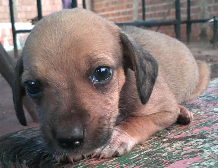 Cachorro ra a SRD idade Abaixo de 2 meses nome Cãozinhos lindos