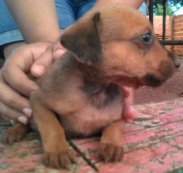 Cachorro ra a SRD idade Abaixo de 2 meses nome Cãozinhos lindos