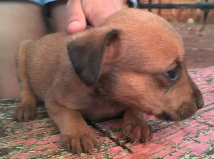 Cachorro ra a SRD idade Abaixo de 2 meses nome Cãozinhos lindos