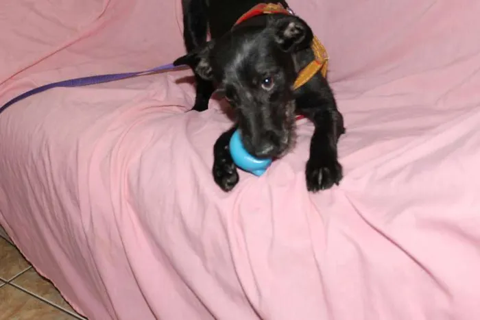 Cachorro ra a INDEFINIDA idade 1 ano nome ITAMAR