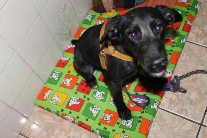 Cachorro ra a INDEFINIDA idade 1 ano nome ITAMAR