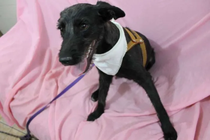 Cachorro ra a INDEFINIDA idade 1 ano nome ITAMAR