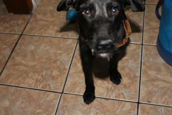 Cachorro ra a INDEFINIDA idade 1 ano nome ITAMAR
