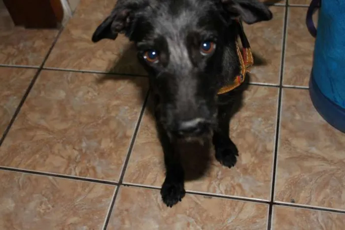 Cachorro ra a INDEFINIDA idade 1 ano nome ITAMAR