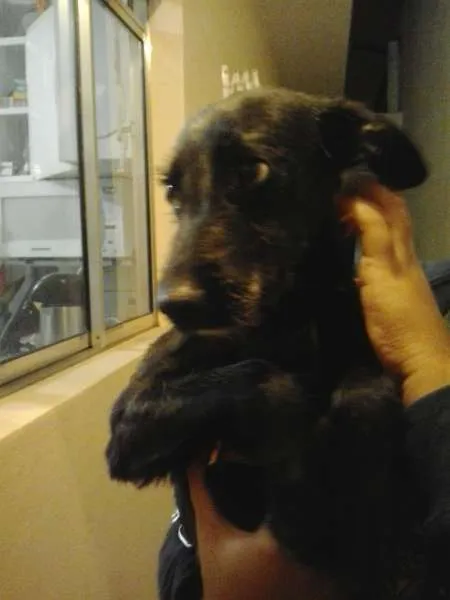 Cachorro ra a INDEFINIDA idade 1 ano nome ITAMAR