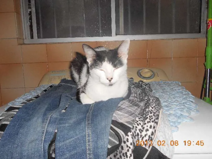 Gato raça SRD idade 1 ano nome MELISSA