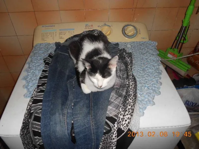 Gato raça SRD idade 1 ano nome MELISSA