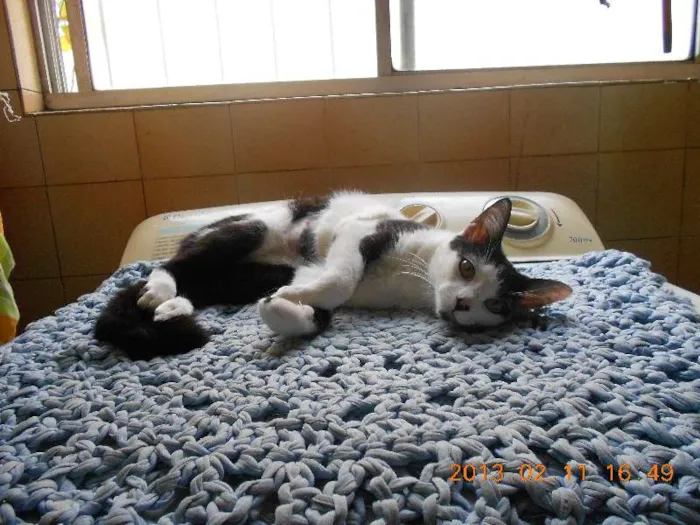 Gato raça SRD idade 1 ano nome MELISSA