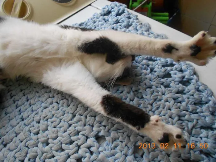 Gato raça SRD idade 1 ano nome MELISSA