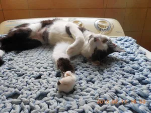 Gato raça SRD idade 1 ano nome MELISSA