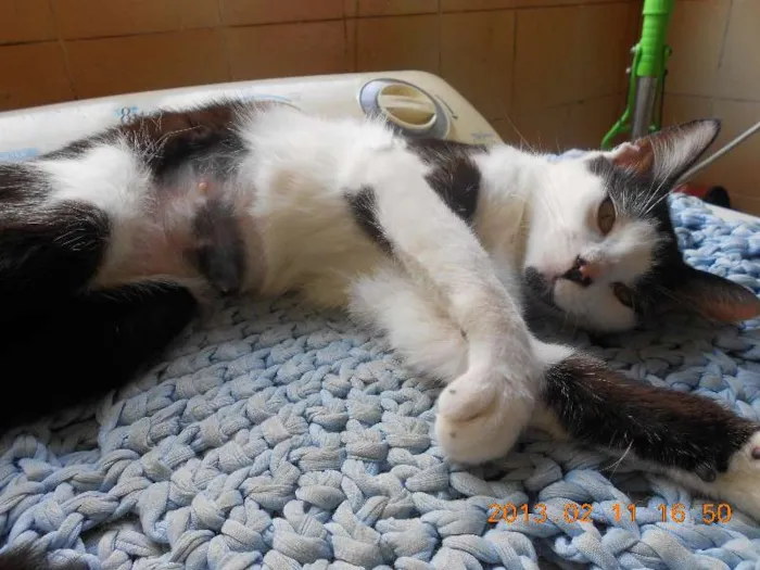 Gato raça SRD idade 1 ano nome MELISSA
