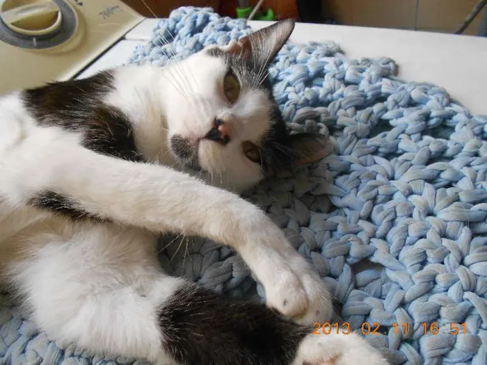 Gato raça SRD idade 1 ano nome MELISSA