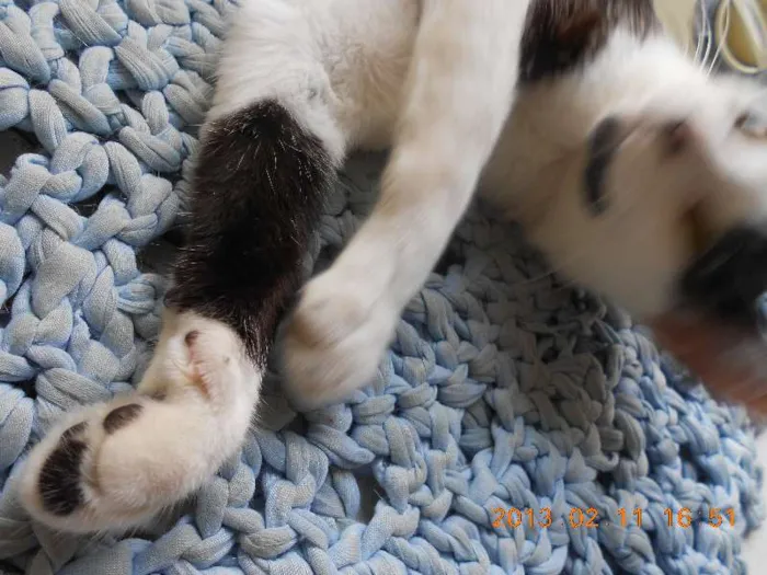 Gato raça SRD idade 1 ano nome MELISSA