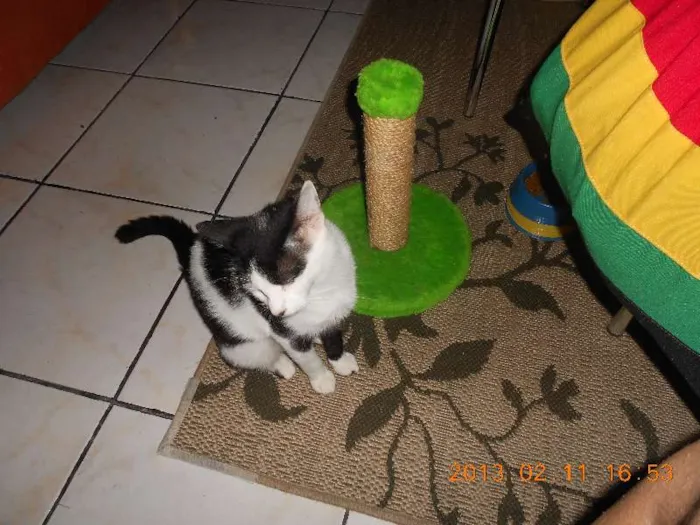 Gato raça SRD idade 1 ano nome MELISSA