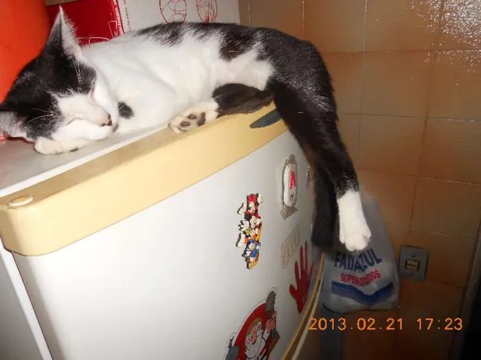 Gato raça SRD idade 1 ano nome MELISSA