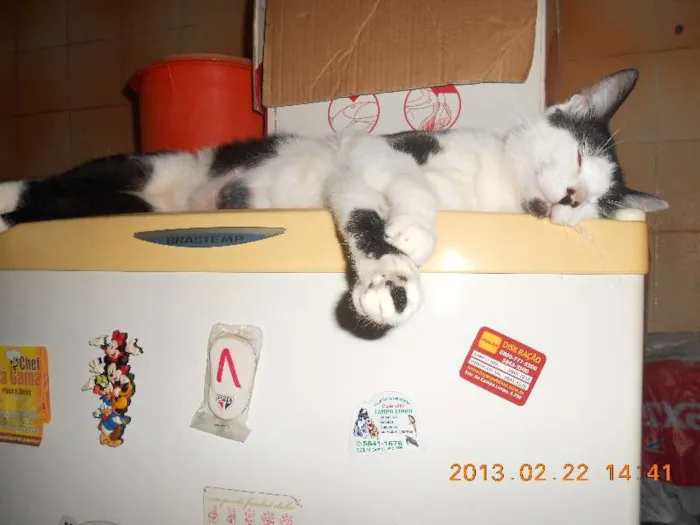 Gato raça SRD idade 1 ano nome MELISSA