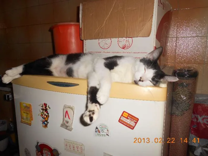 Gato raça SRD idade 1 ano nome MELISSA