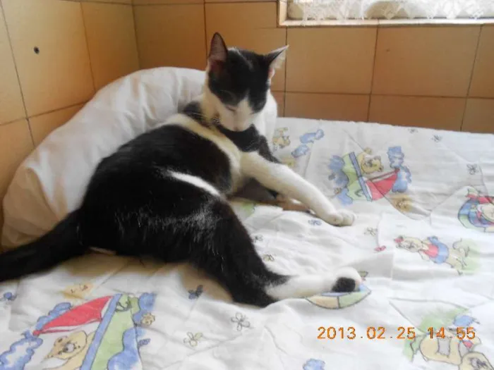 Gato raça SRD idade 1 ano nome MELISSA