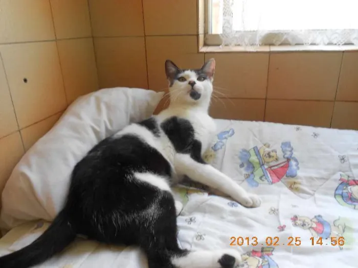 Gato raça SRD idade 1 ano nome MELISSA