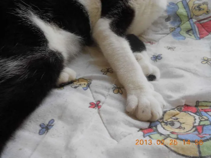 Gato raça SRD idade 1 ano nome MELISSA