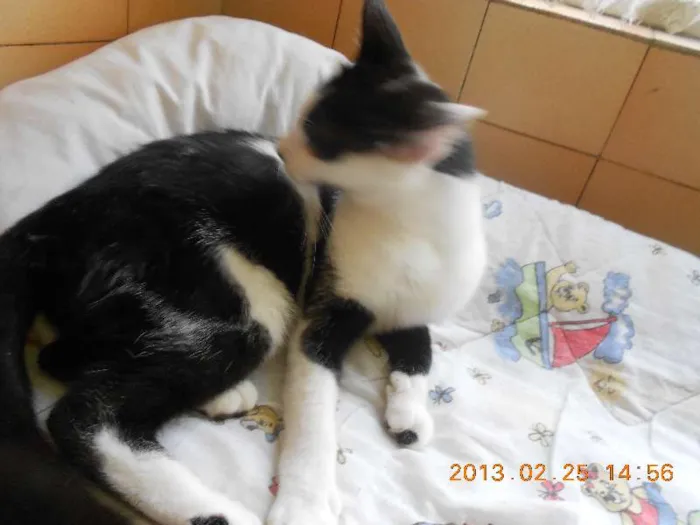 Gato raça SRD idade 1 ano nome MELISSA