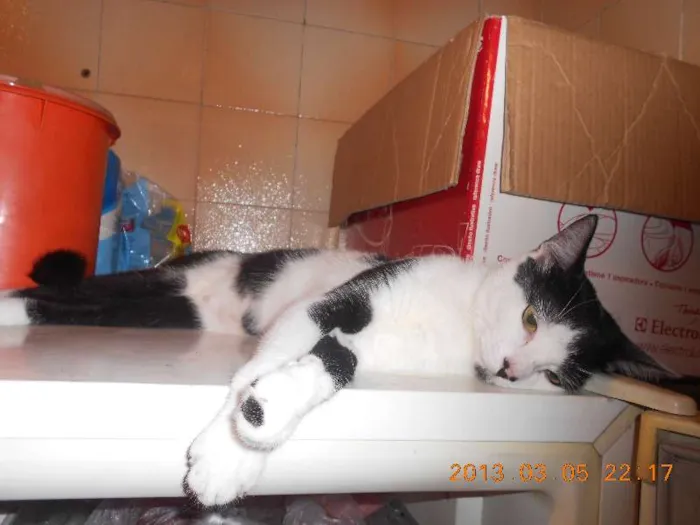 Gato raça SRD idade 1 ano nome MELISSA