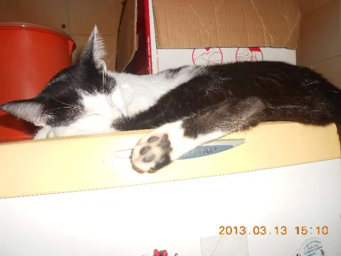 Gato raça SRD idade 1 ano nome MELISSA