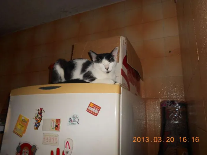 Gato raça SRD idade 1 ano nome MELISSA