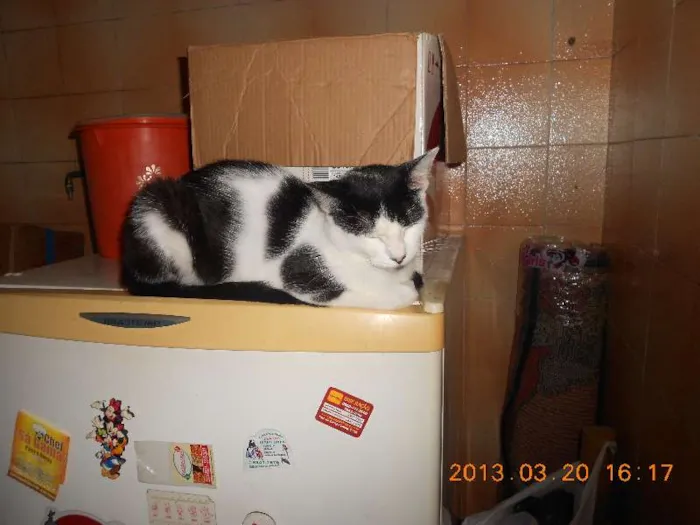 Gato raça SRD idade 1 ano nome MELISSA