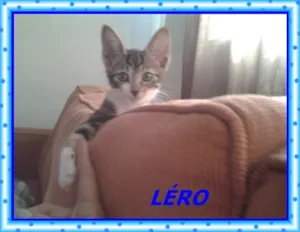 Gato raça srd idade 2 a 6 meses nome Léro