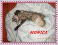 Monica